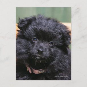 Black Pomeranian Puppy Postcard