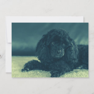 Black Poodle Thank You Card