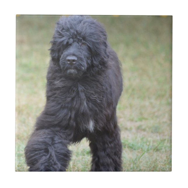 Black Portuguese Water Dog Tile (Front)