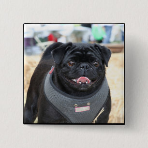 Black Pug Button