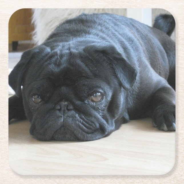 black pug flat square paper coaster (Front)