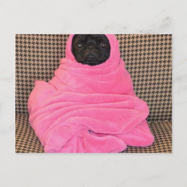 Black Pug in A Pink Blanket Postcard (Front)
