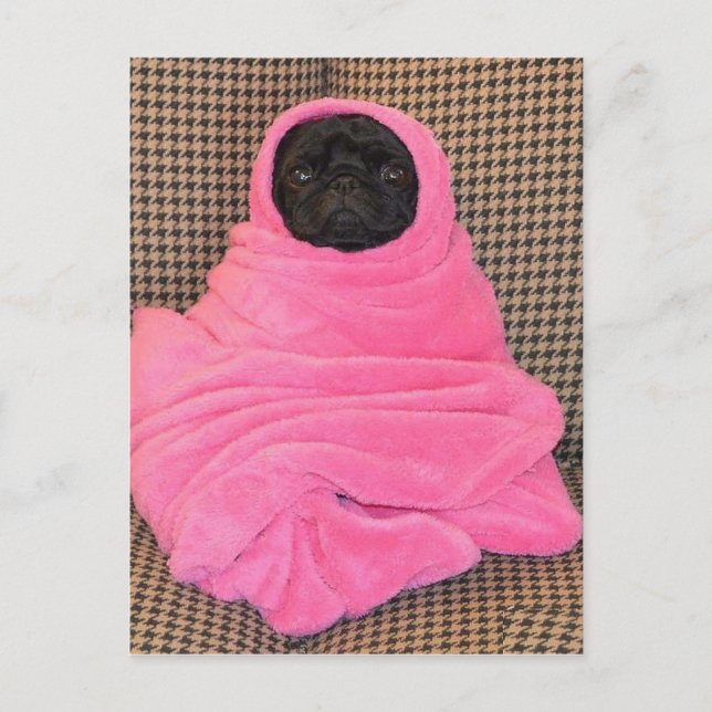 Black Pug in A Pink Blanket Postcard (Front)
