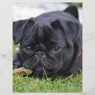 black pug laying
