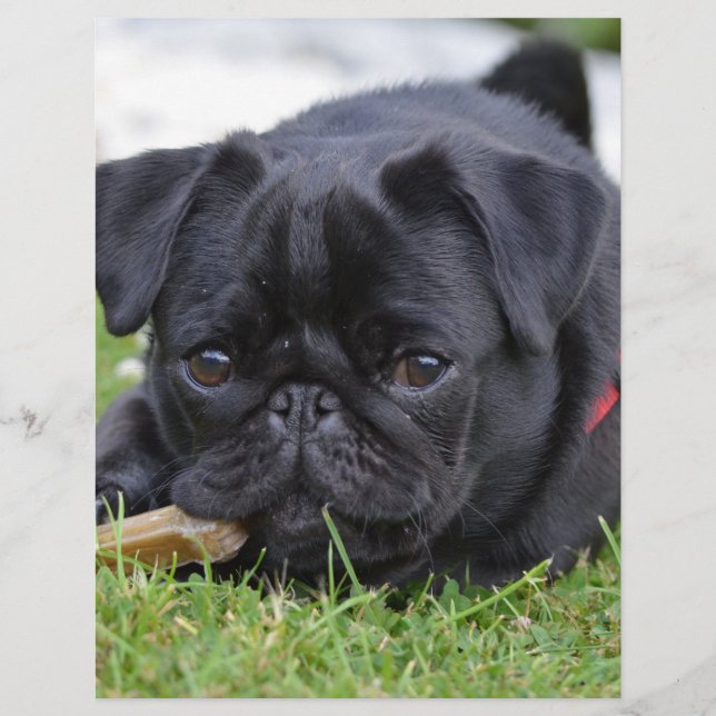 black pug laying (Front)