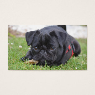 black pug laying