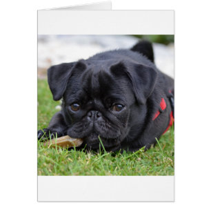 black pug laying