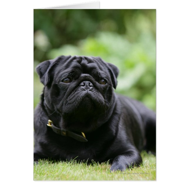 Black Pug Laying Down (Front)