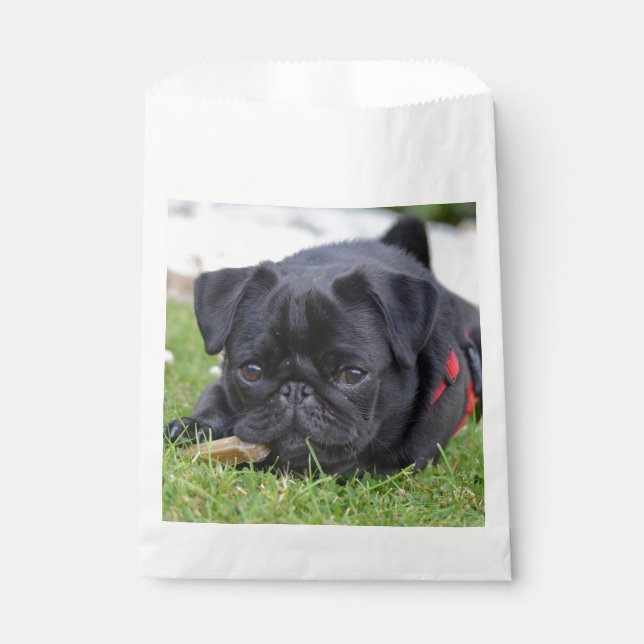 black pug laying favour bags (Front)