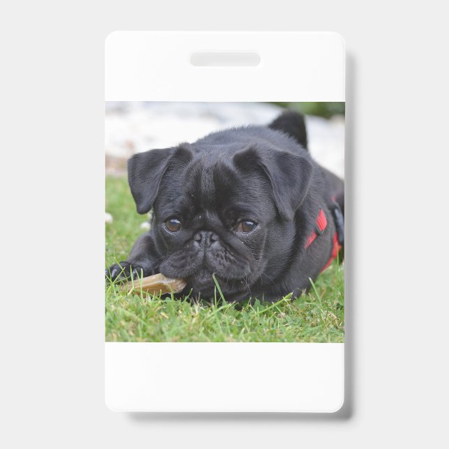 black pug laying ID badge (Front)