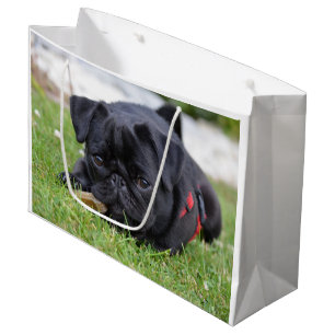 black pug laying large gift bag