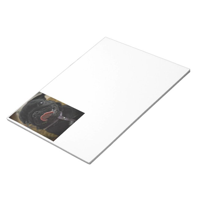 black pug licking notepad (Angled)