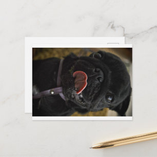 black pug licking postcard