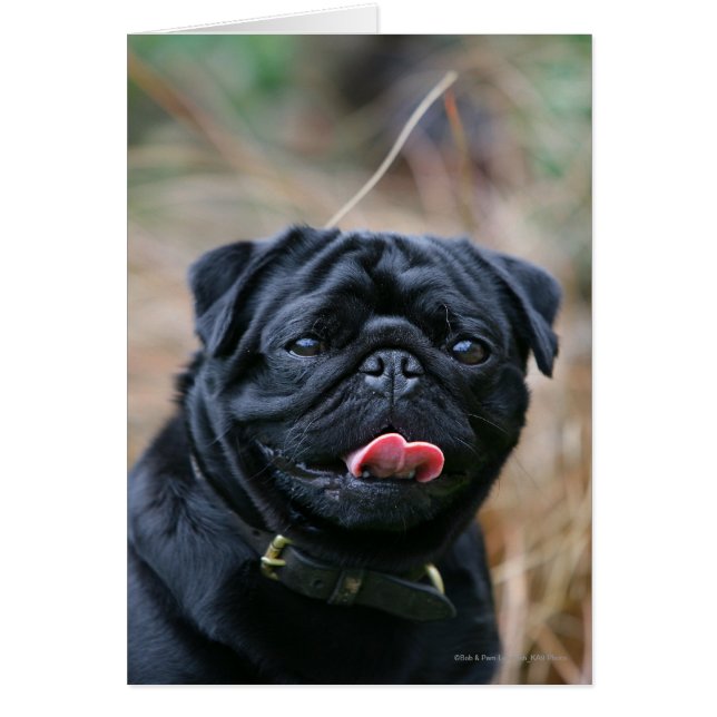 Black Pug Panting While Looking at Camera (Front)
