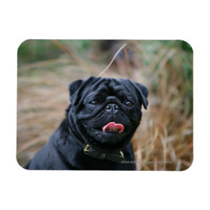 Black Pug Panting While Looking at Camera Magnet