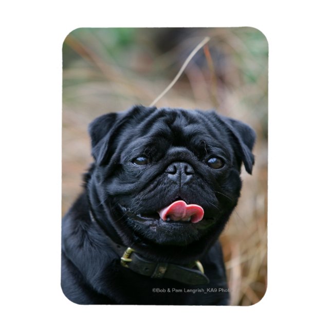 Black Pug Panting While Looking at Camera Magnet (Vertical)