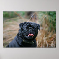Black Pug Panting While Looking at Camera