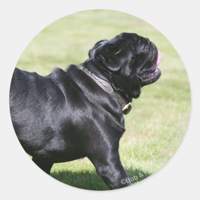 Black Pug Panting While Walking Classic Round Sticker (Front)