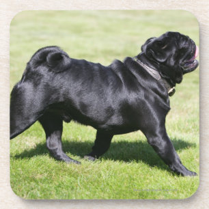Black Pug Panting While Walking Coaster