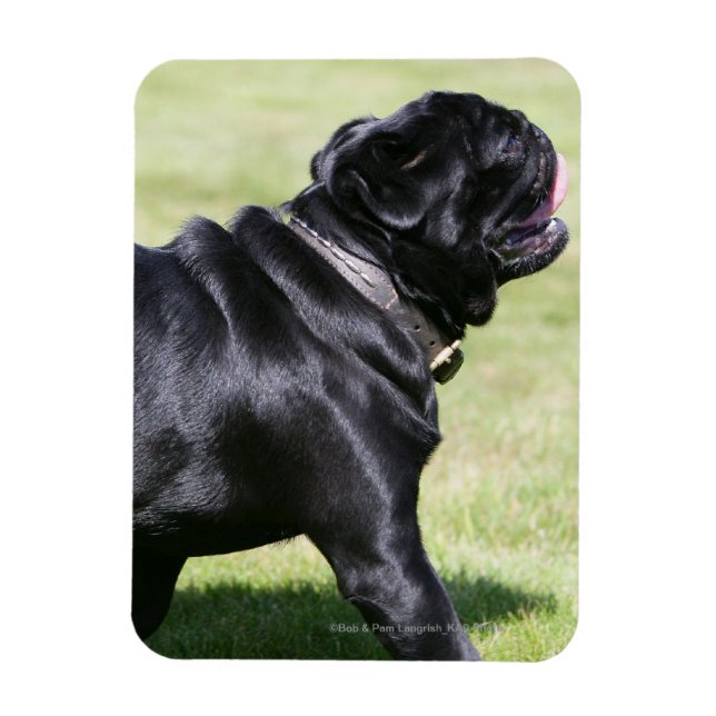 Black Pug Panting While Walking Magnet (Vertical)