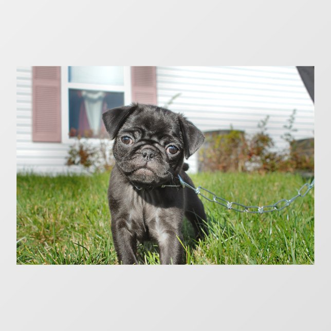 Black Pug puppy (Sheet)