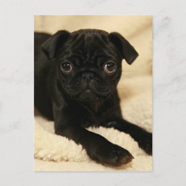 Black Pug Puppy Postcard (Front)
