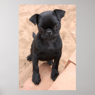 Black pug puppy poster