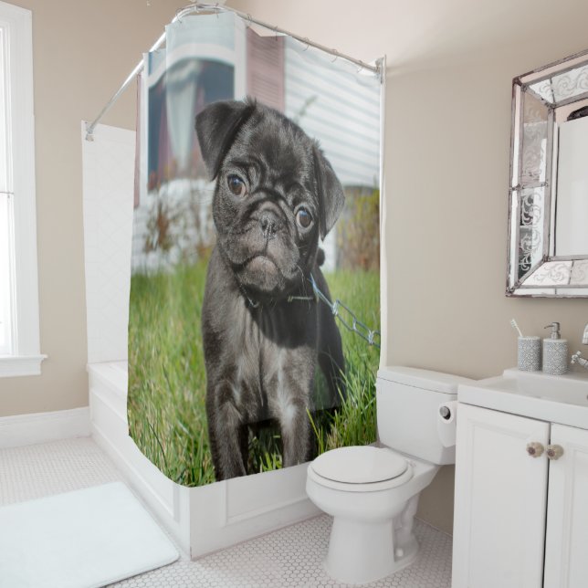 Black pug puppy shower curtain (In Situ)