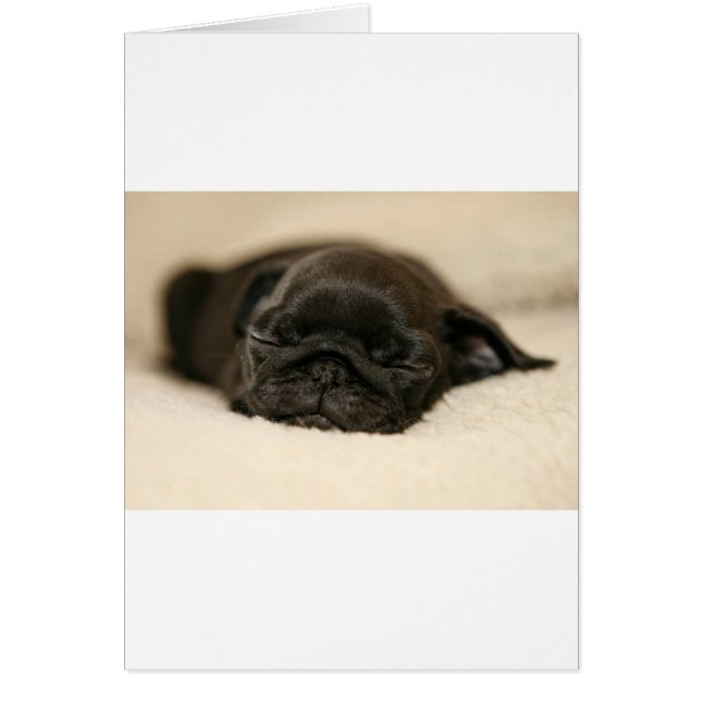 Black Pug Puppy Sleeping (Front)