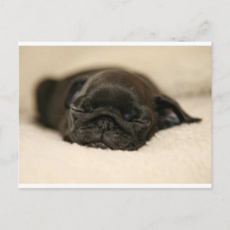 Black Pug Puppy Sleeping Postcard