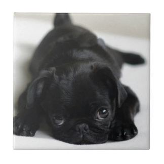 Black Pug Puppy Tile