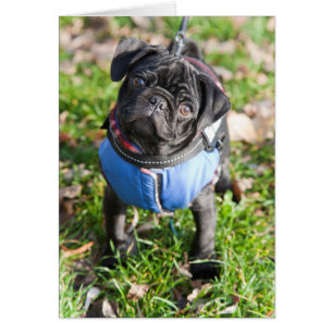 Black Pug Puppy Wearing A Jacket