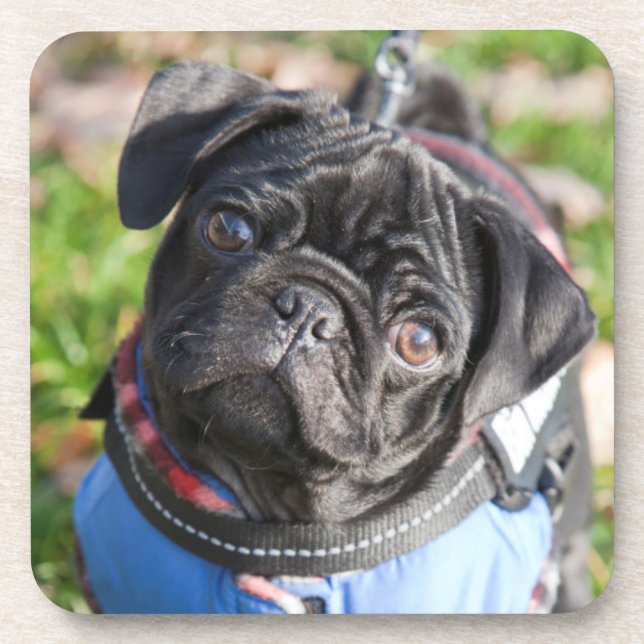 Black Pug Puppy Wearing A Jacket Coaster (Front)