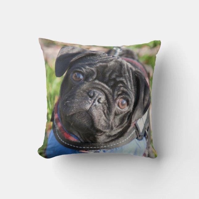 Black Pug Puppy Wearing A Jacket Cushion (Front)
