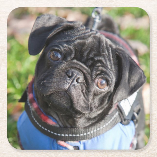 Black Pug Puppy Wearing A Jacket Square Paper Coaster (Front)