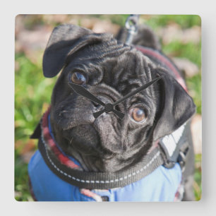 Black Pug Puppy Wearing A Jacket Square Wall Clock