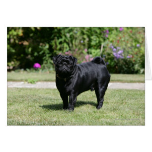 Black Pug Standing Looking at Camera