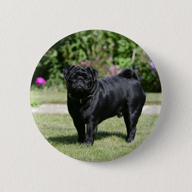 Black Pug Standing Looking at Camera 6 Cm Round Badge (Front)