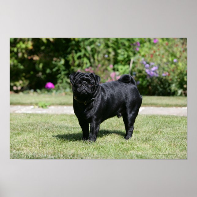 Black Pug Standing Looking at Camera Poster (Front)