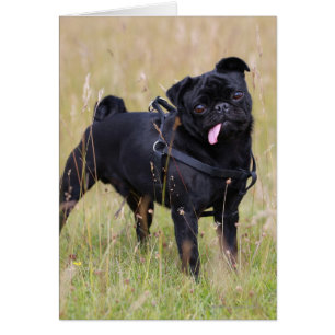 Black Pug Sticking Out Tounge