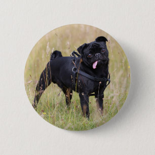 Black Pug Sticking Out Tounge 6 Cm Round Badge