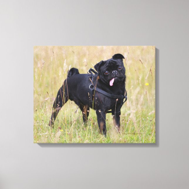 Black Pug Sticking Out Tounge Canvas Print (Front)