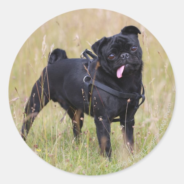 Black Pug Sticking Out Tounge Classic Round Sticker (Front)