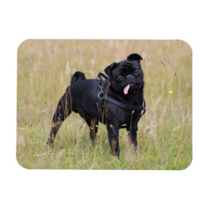 Black Pug Sticking Out Tounge Magnet