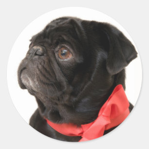 Black pug with red bow classic round sticker