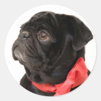 Black pug  with red bow classic round sticker