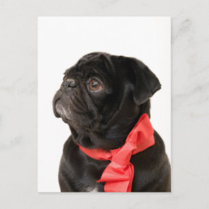 Black pug  with red bow postcard