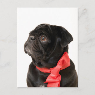 Black pug  with red bow postcard