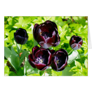 Black Purple Tulips From Holland Photo