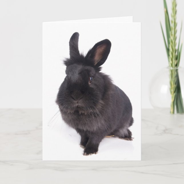 black rabbit card (Front)